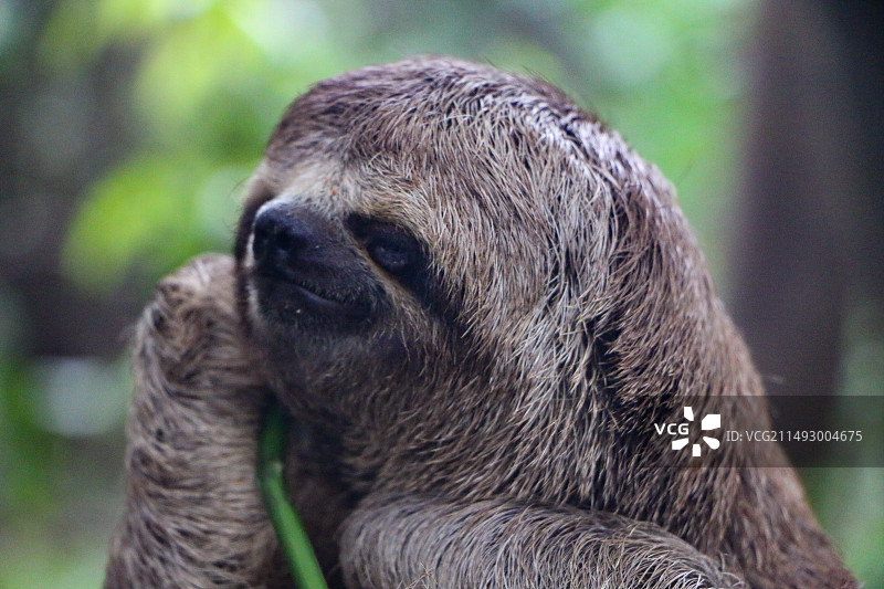 南美树懒特写图片素材
