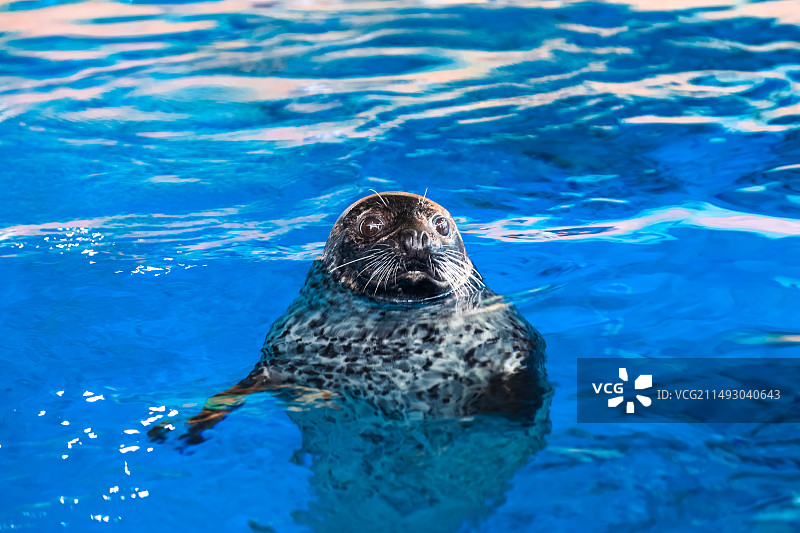 海洋馆斑海豹图片素材