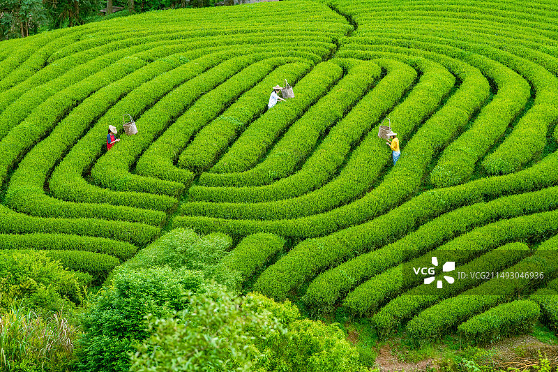 武夷山茶园仙人峰图片素材