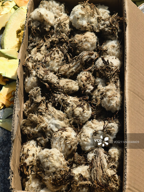 西藏雪莲图片素材