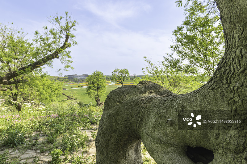 公园里的树, 南通洲际梦幻岛图片素材