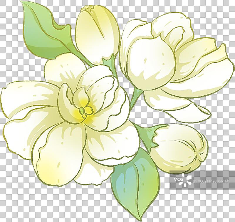 茉莉花图片素材