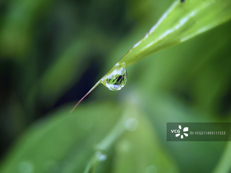 雨后水珠图片素材
