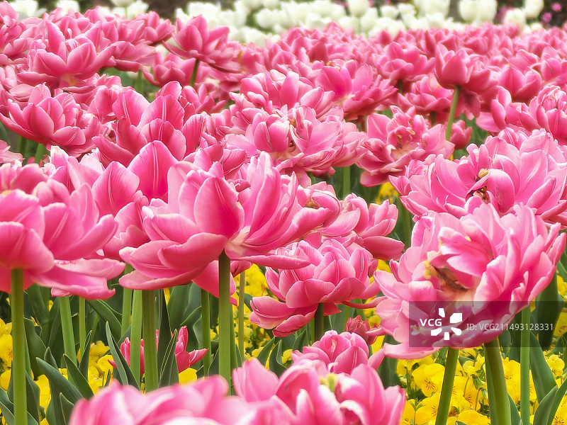 春天的花开图片素材