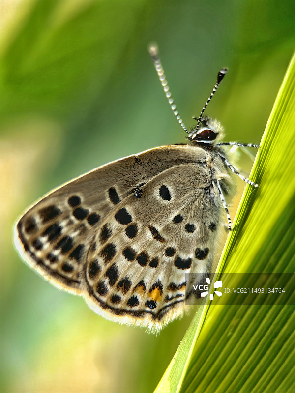 漂亮小灰蝶图片素材