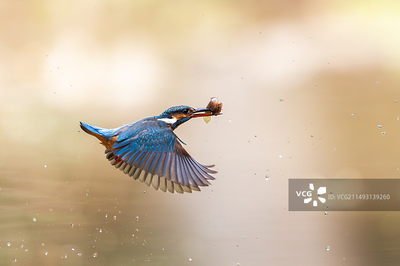 翠鸟觅食图片素材