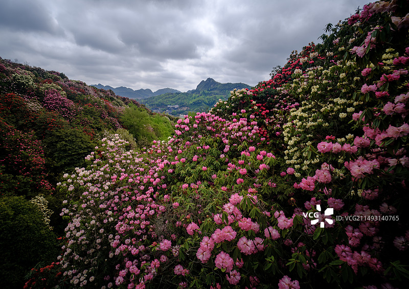 中国毕节百里杜鹃盛花期图片素材