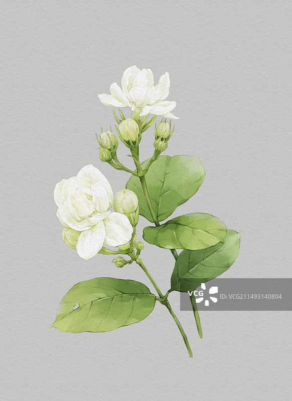 绘画茉莉花图片素材