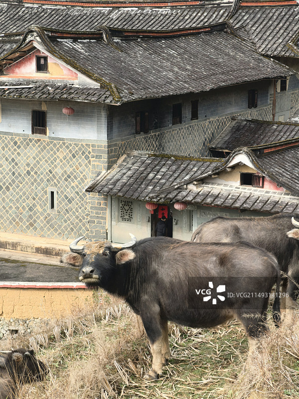 土楼面前吃饱的水牛图片素材
