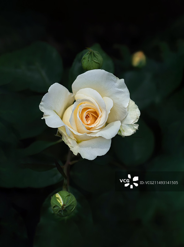 斗色争妍、花色迷人、含苞待放，月季花（玫瑰花）多姿的造型，绚烂的色彩为春季带来视觉盛宴。高清素材大图图片素材