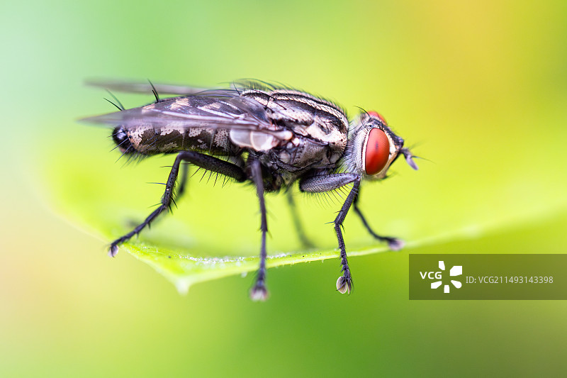 生态微距摄影图片素材
