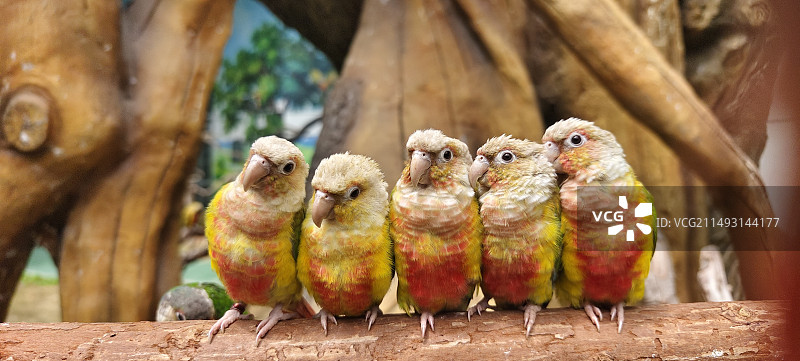 五只迷人的鹦鹉图片素材