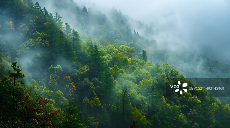 东北林区图片素材