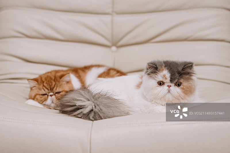 加菲猫能有多可爱图片素材