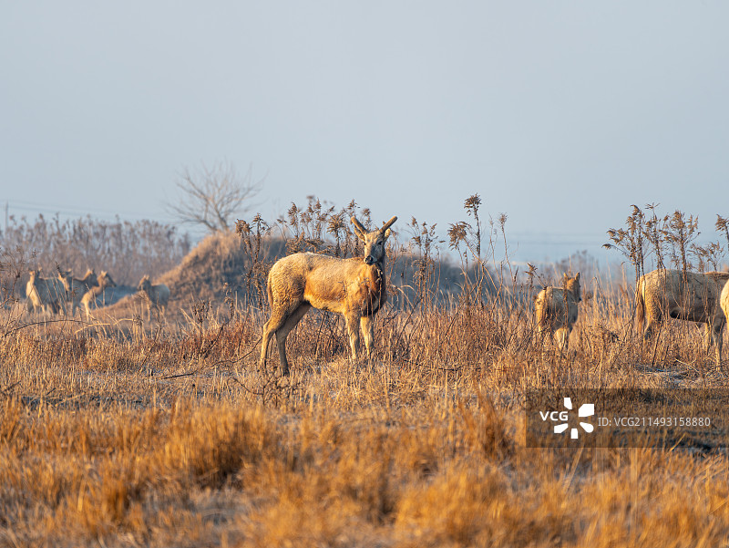 盐城野生麋鹿图片素材