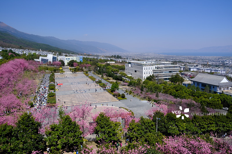 大理大学樱花季的学生市集图片素材