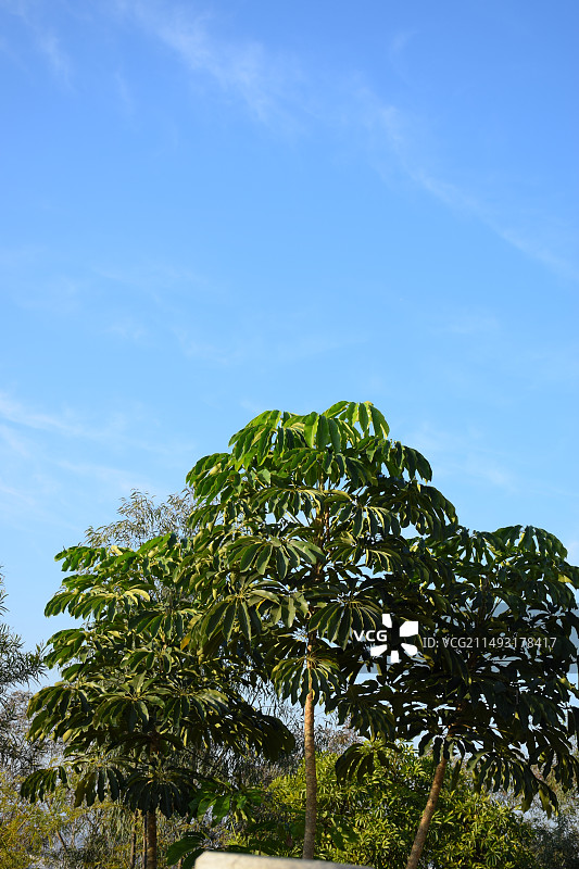 蓝天绿树图片素材