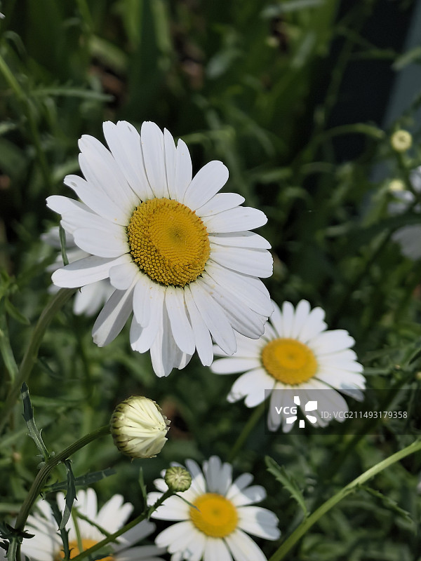 大滨菊图片素材