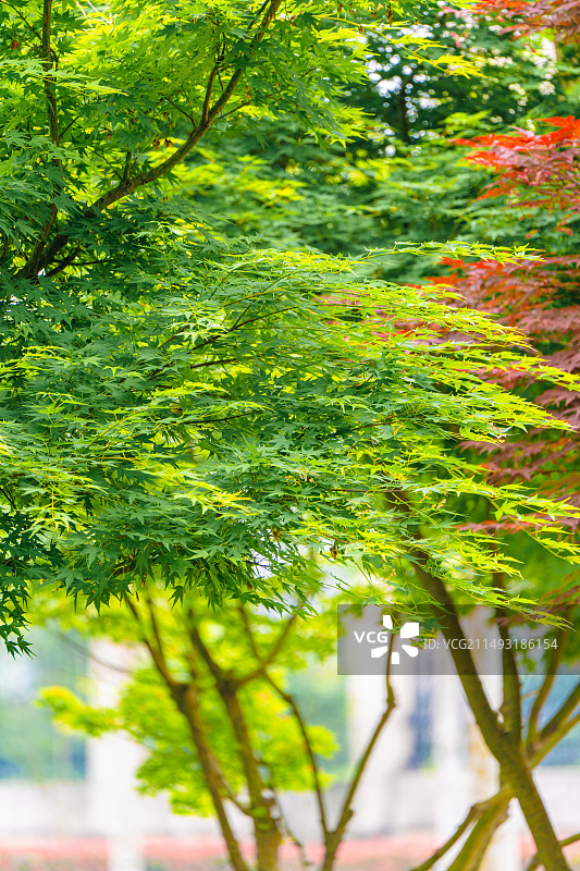 春天城市公园中的鸡爪枫图片素材