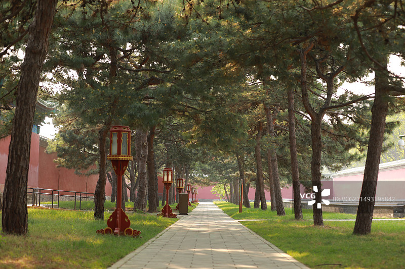 古建筑里松树林图片素材