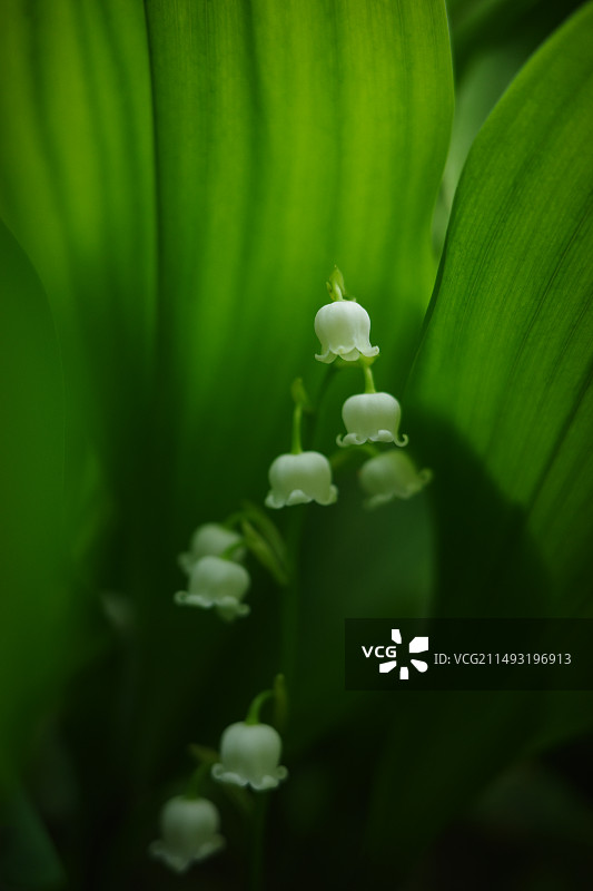 北京天坛公园铃兰图片素材