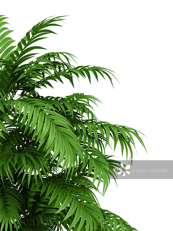 隔离背景的凤尾竹枝条图片素材