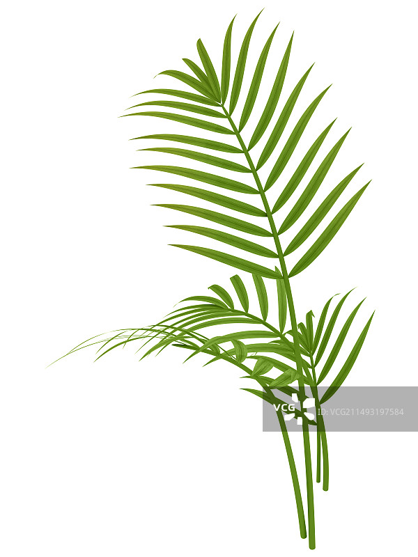 隔离背景的凤尾竹枝条图片素材