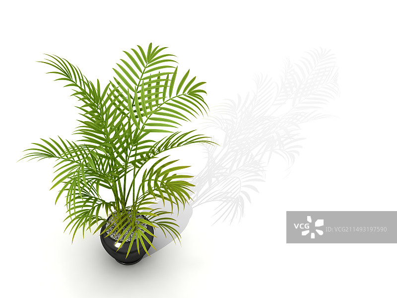 隔离背景的凤尾竹枝条图片素材