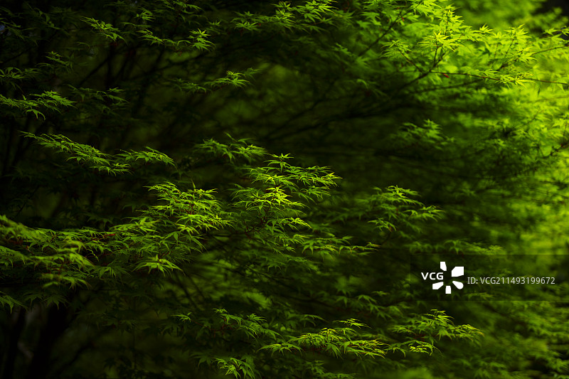 日本京都伏見稻荷大社图片素材