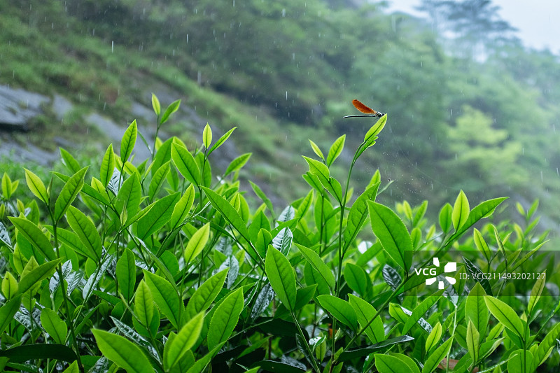 武夷山燕子窠虎啸岩倒水坑牛栏坑岩茶种植山场图片素材