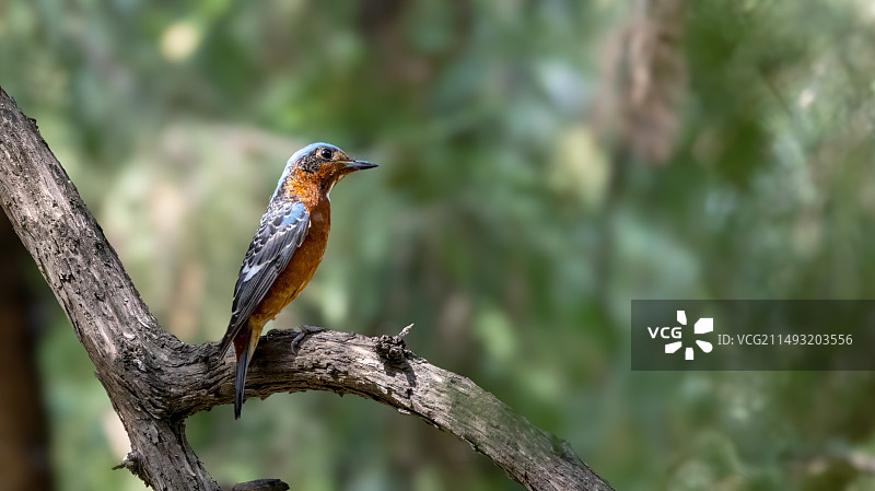 白喉矶鸫图片素材