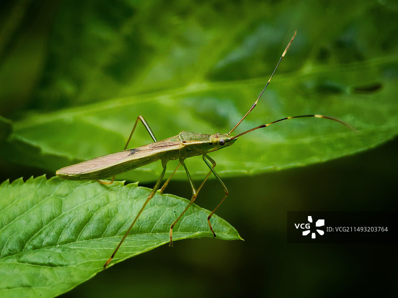 叶上昆虫特写镜头图片素材