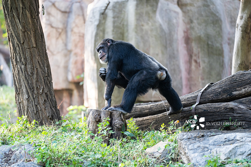 黑猩猩图片素材