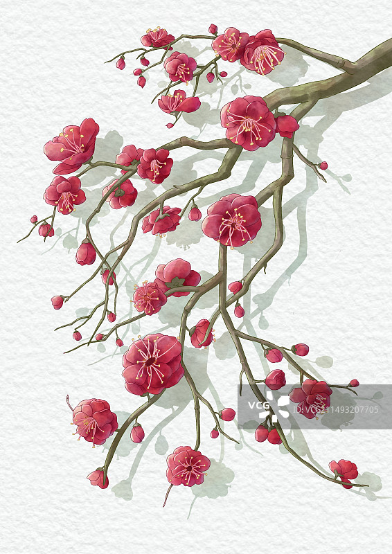 冬天水彩红色梅花图片素材