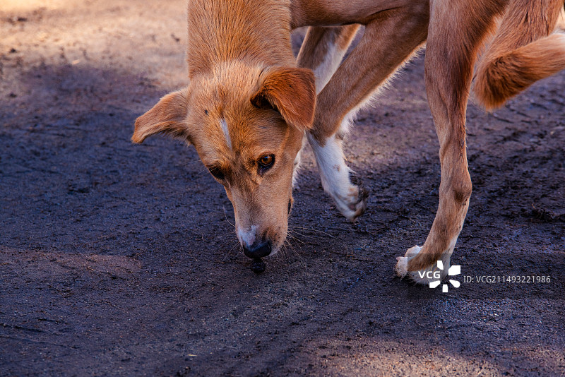 徒步伴侣图片素材