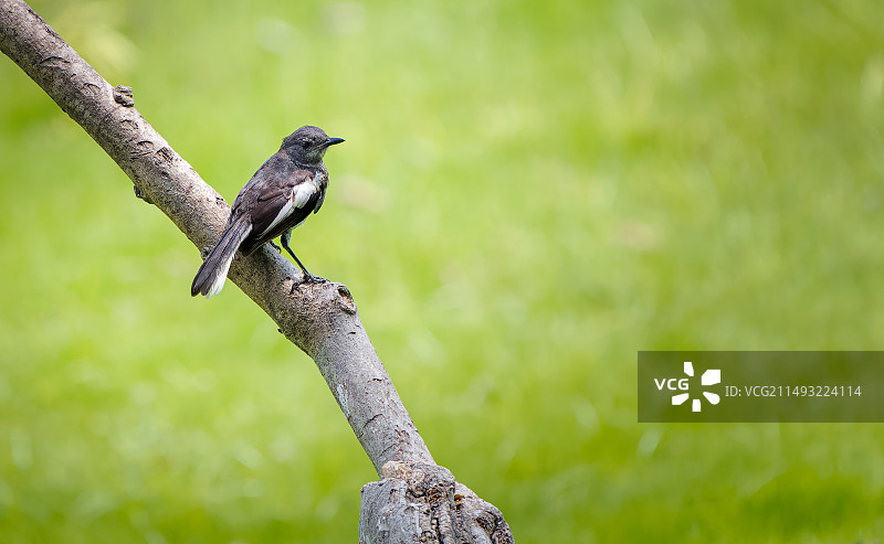 鹊鸲鸟站在枝头上图片素材