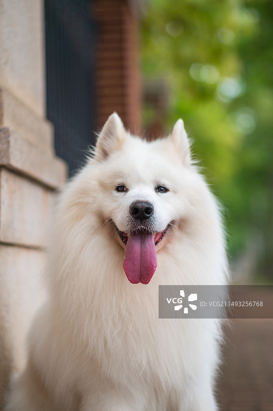 可爱的萨摩耶图片素材