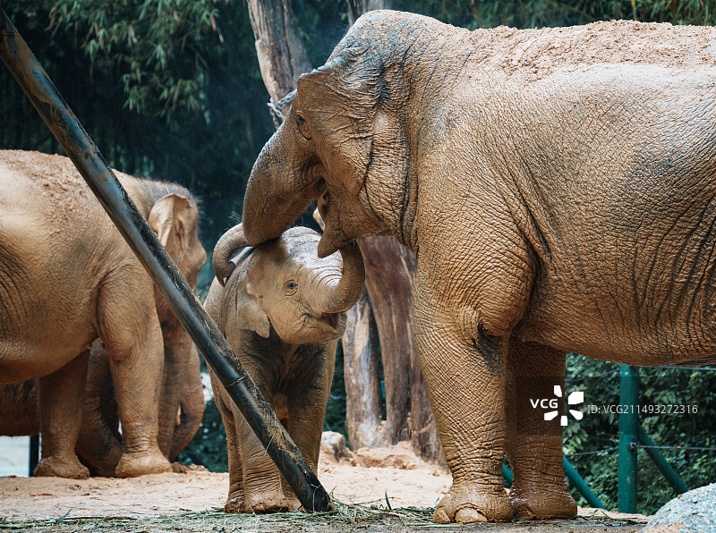 舐犊情深图片素材