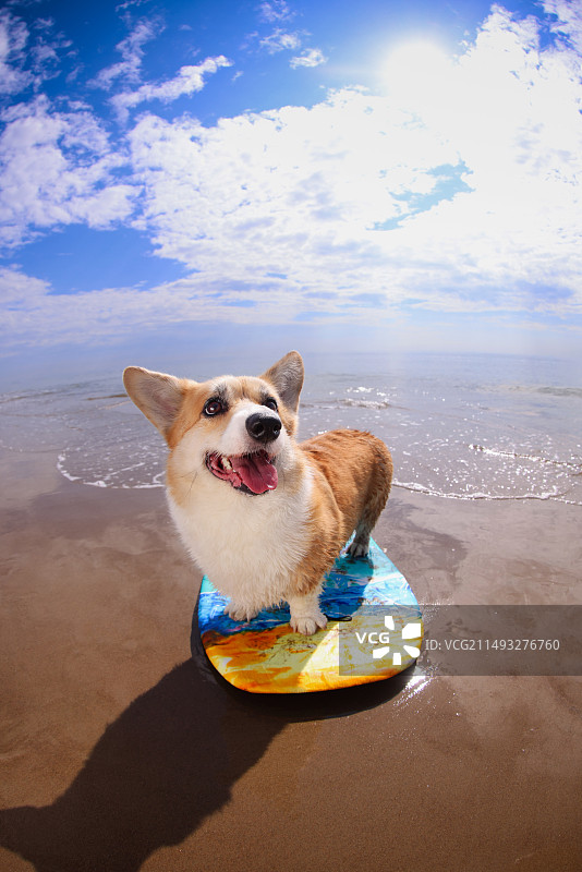 海滩上玩耍的威尔士柯基犬图片素材