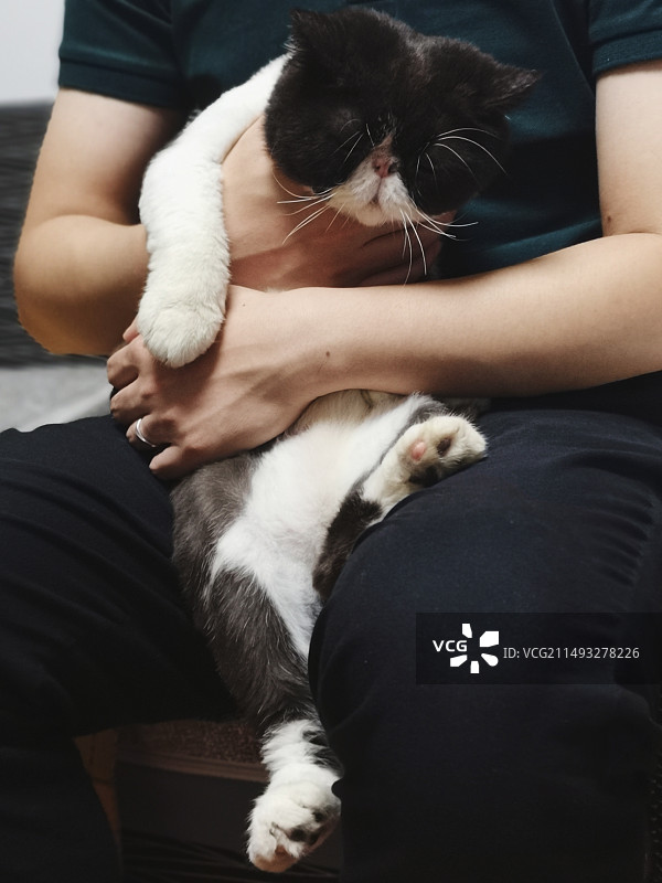 奶牛色加菲猫图片素材