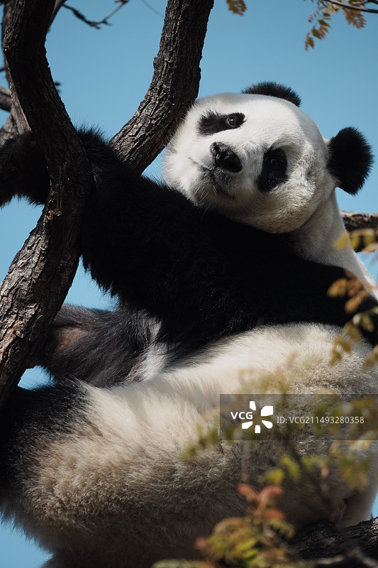 树上的大熊猫特写镜头图片素材