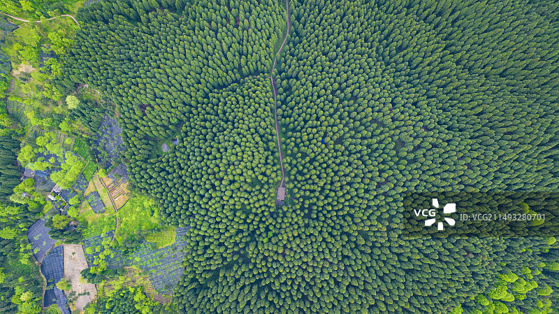 雨后的成都彭州中坝森林 原始森林图片素材