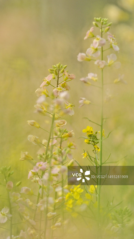 朦胧的粉油菜图片素材