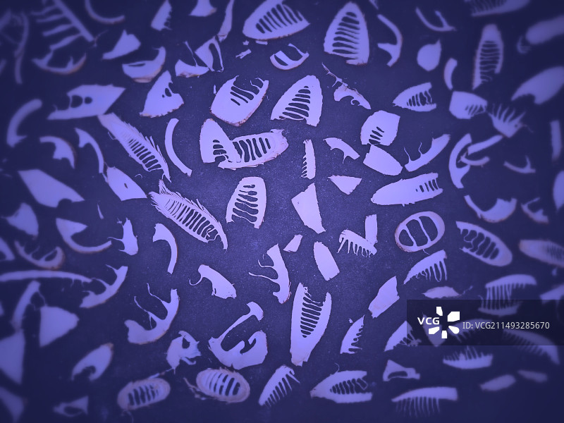 晒在地上的笋干图片素材