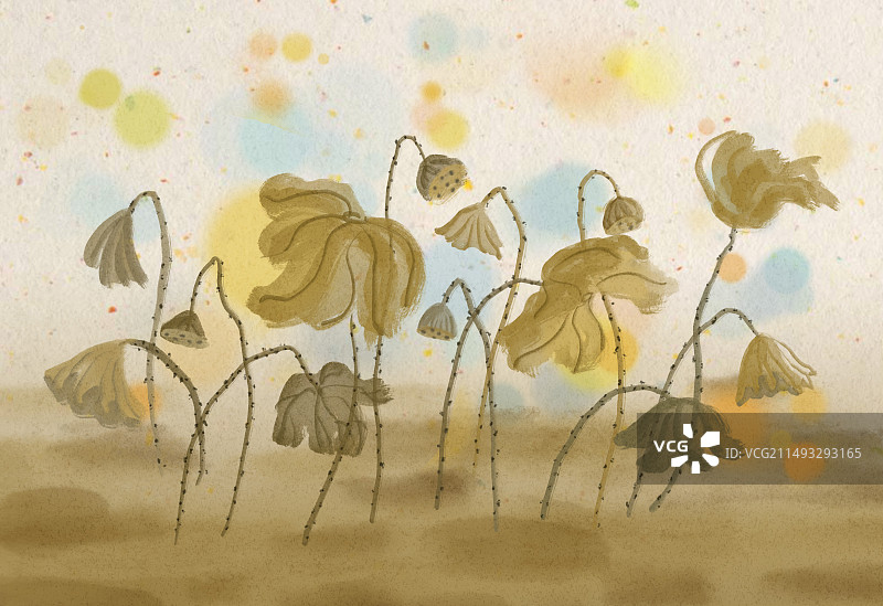 冬日枯荷图片素材