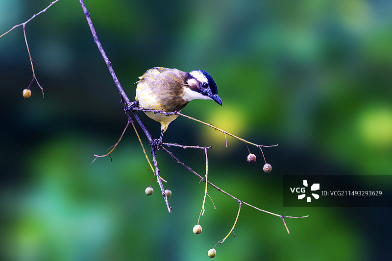 白头翁--警惕2.图片素材