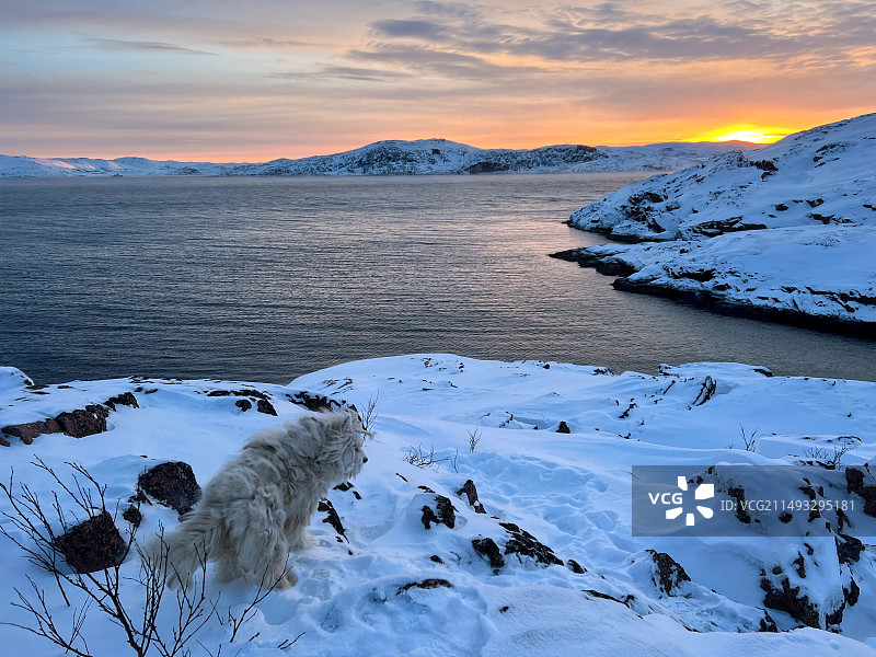 日出时白雪皑皑的雪和北冰洋的小狗图片素材