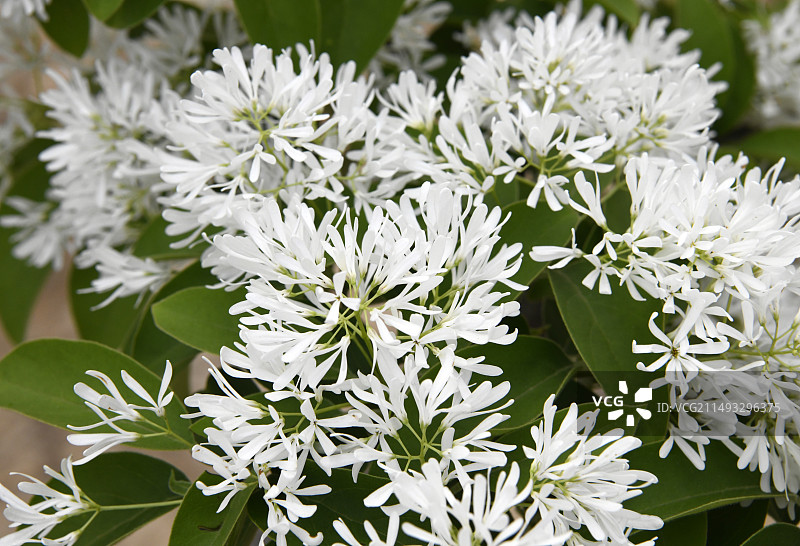 山东临沂费县马庄镇土山后村千年流苏树花白如雪图片素材