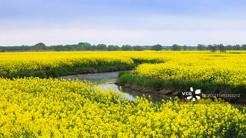 高邮湖上花海。春天的高邮湖畔，无垠的油菜花田将广袤的湖畔渲染成金色的海洋。图片素材