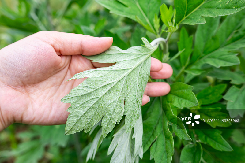 生长的中草药艾灸艾叶图片素材